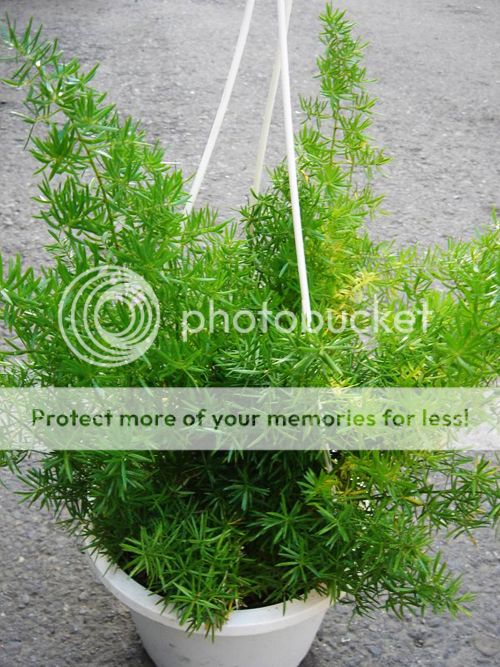 Lucid Asparagus Seed 6 Seed Asparagus Cochinchinensis Radix Asparagi